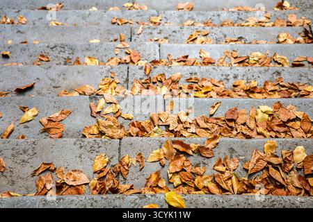 Trockenes braunes und gelbes Herbstlaub, das sich auf grauen Betonstufen verstreut und die Herbstsaison vor einem Gebäude darstellt Stockfoto