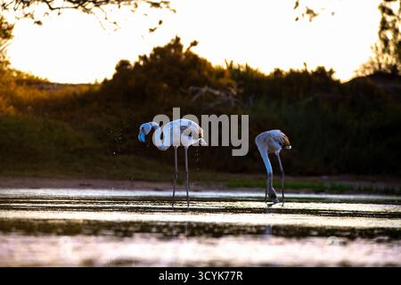 Große Flamingos auf der Suche nach dem ersten Licht des Tages Stockfoto