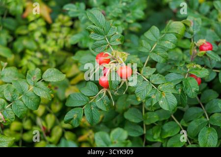 Eine Nahaufnahme einer Gruppe von hellorange-roten Rosenhüften (die Frucht der Rose), umgeben von dunkelgrünen Blättern auf einer Pflanze. Stockfoto