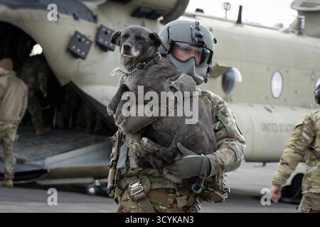 Bethel, Vereinigte Staaten von Amerika. Oktober 2025. Eine Alaska Army National Guard CH-47 Chinook Aircrew hilft mit Hunden, die nach der Überschwemmung durch Taifun Halong aus den Dörfern evakuiert wurden, 16. Oktober 2025 in Bethel, Alaska. Der Sturm verdrängte mindestens 1500 Ureinwohner und ließ Dörfer in Trümmern zurück. Gutschrift: SSgt. Joseph Moon/Alaska National Guard Photo/Alamy Live News Stockfoto