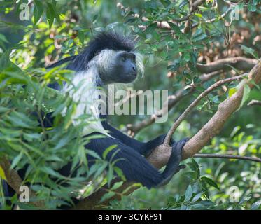 Angola Schwarzweiß-Colobus-Affe (Colobus angolensis) im tropischen Walddach des Shimoni Forest, Kenia Stockfoto