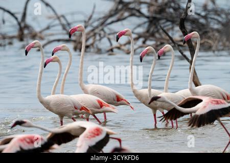 Große Flamingos (Phoenicopterus roseus) am Lake Bogoria, Kenia Stockfoto
