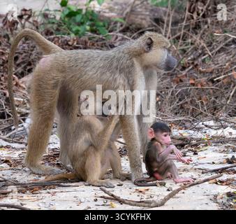 Mutter und Babys des gelben Pavians (Papio cynocephalus), Shimoni, Kenia Stockfoto