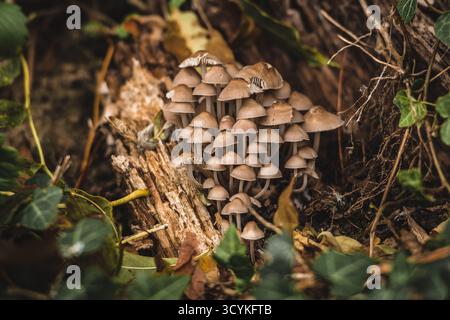 Wunderschöne Ansammlung von Mycena-Arten, die gemeinhin als Haubenpilze bezeichnet werden, die auf verfallendem Holz in einem Wald wachsen. Die Pilze sind umgeben von Blättern, Moos Stockfoto