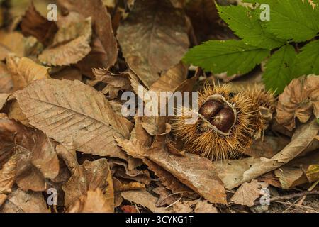 Nahaufnahme von frisch gefallenen Kastanien in ihrem stacheligen Grat, der zwischen trockenen Herbstblättern auf dem Waldboden liegt Stockfoto