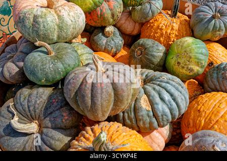 Eine Auswahl seltsamer und ungewöhnlich aussehender Kürbisse in verschiedenen Texturen Formen Größen und Farben stapelten sich im Herbst auf einer Farm zusammen Stockfoto