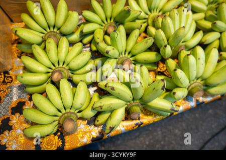 Kleine thailändische Bananen, grüne und gelbe frische Bananen auf dem Markt. Pisang Awak Bananen in Thailand. Stockfoto