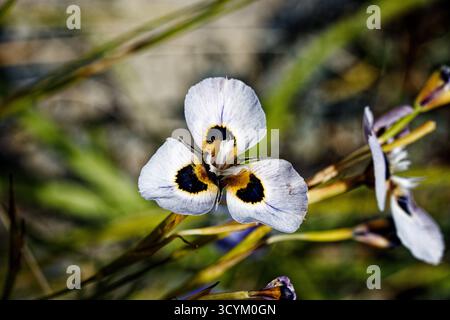 Dietes bicolor, die afrikanische Iris, die Schmetterlingsfahne, die vierzehntägige Lilie oder Pfauenblume, ist eine klumpenbildende rhizomatöse Staudenpflanze Stockfoto