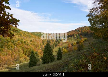Blick über die Hundert-Morgen-Wiese beim Elsbach am 19.10.2025 auf den herbstlich bunten Wald bei Zorge, Landkeis Göttingen im Südharz in Niedersachsen, Deutschland Blick über die Hundert-Morgen-Wiese am Elsbach am 19. Oktober 2025 in den bunten Herbstwald bei Zorge, Landkreis Göttingen im Süden des harzes, niedersachsen Stockfoto