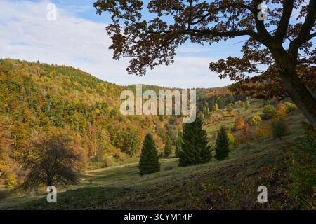 Blick über die Hundert-Morgen-Wiese beim Elsbach am 19.10.2025 auf den herbstlich bunten Wald bei Zorge, Landkeis Göttingen im Südharz in Niedersachsen, Deutschland Blick über die Hundert-Morgen-Wiese am Elsbach am 19. Oktober 2025 in den bunten Herbstwald bei Zorge, Landkreis Göttingen im Süden des harzes, niedersachsen Stockfoto