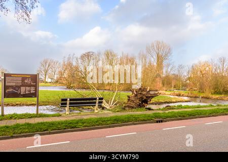 Ein Baum ist gefallen und landete im Wasser in Koudekerk aan den Rijn aufgrund des Sturms Eunice Stockfoto