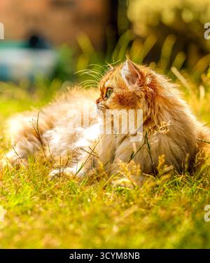 Goldene langhaarige Katze, die sich im sonnigen Garten an einem warmen Sommer im Afternoo entspannt Stockfoto