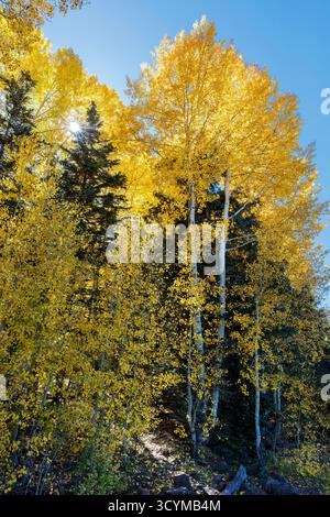 Beben von Aspen (Populus tremuloides) in goldenem Herbstlaub am Ufer des Big Lake in der Nähe von Greer, White Mountains, Arizona, USA. Stockfoto