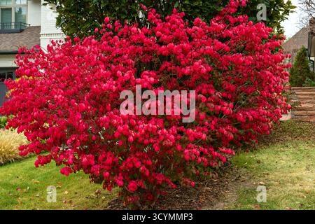 Nahaufnahme eines brennenden Buschstrauchs (Euonymus alatus), der in der Herbst- oder Herbstsaison leuchtend rot und deutlich sichtbar ist. Stockfoto
