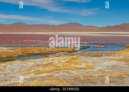 Überblick über das Flamingo Habitat in Laguna Colorada im Altoplano von Bolivien Stockfoto