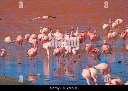 Große Schar von James Flamigos in Laguna Colorada im Altoplano von Bolivien Stockfoto