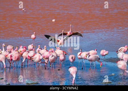 Flamingos Landung in einem Salinensee in Laguna Colorada in Bolivien Stockfoto