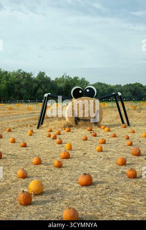 Kürbisfeld mit einer Spinnenskulptur aus Heuballen und schwarzen Rohren, umgeben von kleinen Kürbissen auf einem trockenen Feld mit Bäumen im Hintergrund Stockfoto