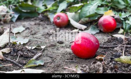 Nahaufnahme eines roten Apfels, der als gefallene Frucht auf dem Boden liegt und die natürliche Schönheit und Erntezeit symbolisiert. Stockfoto
