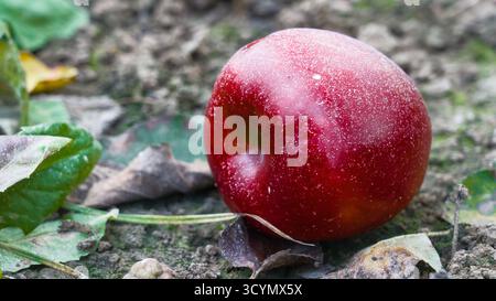Nahaufnahme eines roten Apfels, der als gefallene Frucht auf dem Boden liegt und die natürliche Schönheit und Erntezeit symbolisiert. Stockfoto