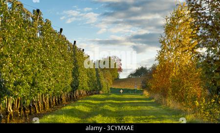 Blick entlang des Randes eines Apfelgartens, mit einem Pfad, der von bunten Herbstbäumen und Sträuchern umgeben ist. Stockfoto