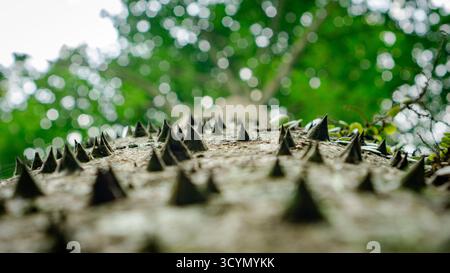 Dramatische, niederwinklige Perspektive eines stacheligen Baumstamms Stockfoto