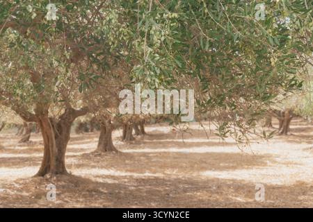 Olivenhain mit grünen Oliven am sonnigen Tag in mediterraner Landschaft. Stockfoto