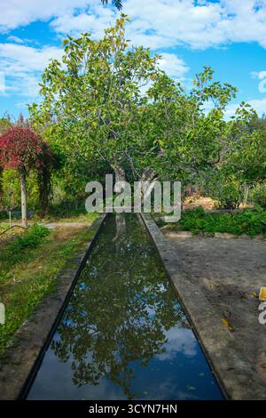 Ein kleiner Pool im Strathcona Community Gardens in Strathcona, Vancouver, BC. Stockfoto
