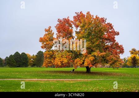 Eine majestätische alte Eiche mit wechselnden Blättern sitzt an einem ruhigen Tag in der Herbst- oder Herbstsaison über einer Parkbank. Stockfoto