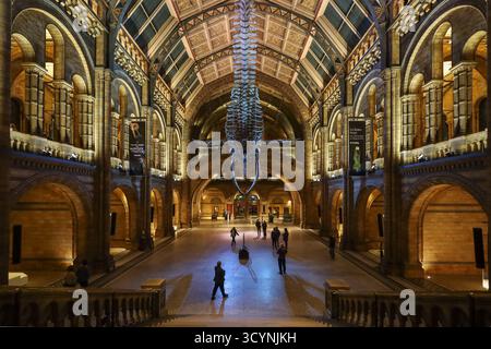 Blauwal-Skelett im London Natural History Museum, ein Blick auf das Atrium der Hintze Hall Stockfoto