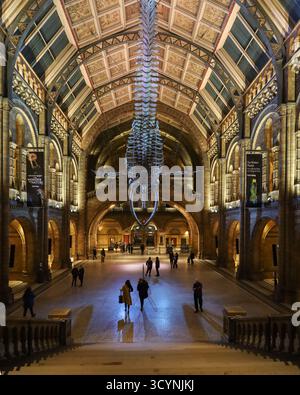 Blauwal-Skelett im London Natural History Museum, ein Blick auf das Atrium der Hintze Hall Stockfoto