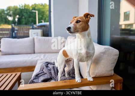 Jack Russell Terrier steht auf dem Sofa auf der Terrasse. Kleiner Hund, der auf dem Hof in der Nähe des Wohnhauses ruht. Konzept der Tierpflege und des Wohnkomforts Stockfoto