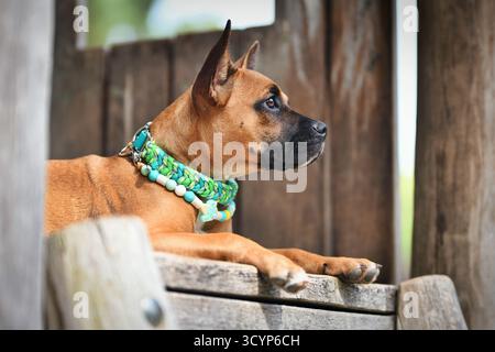 Brauner Mischlingshund mit grünem Paracord-Kragen und antidickem EM-Keramik-Nekkalce vor hölzernem Hintergrund Stockfoto