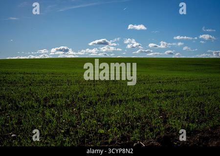Lebhaftes Green Field und Blue Sky Stockfoto