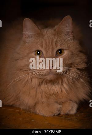 Porträt einer flauschigen Ingwerkatze mit bernsteinfarbenen Augen, die in sanftem Licht auf dem Boden sitzen Stockfoto