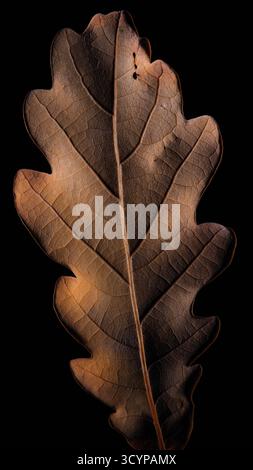 Trockenes Eichenblatt in Nahaufnahme auf schwarzem Hintergrund, Herbsttextur und Licht Stockfoto