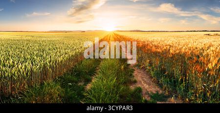 Reife Weizenfelder natürliche Landschaft bei Sonnenuntergang. Erntezeit auf dem Bauernhof, Panorama bei Sonnenuntergang mit Pfad Stockfoto