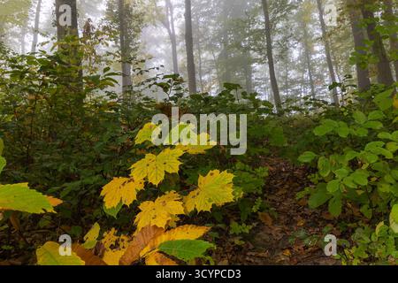Die Blätter des Norwegischen Ahorns (Acer platanoides) färben sich im Herbstwald gelb Stockfoto