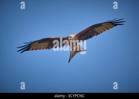 Rotmilan Milvus Milvus. Rotmilan Milvus Milvus. 20250929MIC0068 *** Roter Kite milvus milvus Roter Kite milvus 20250929MIC0068 Stockfoto