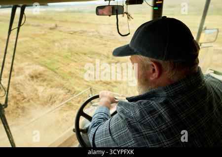 Ein Mann im mittleren Alter, der ein landwirtschaftliches Fahrzeug durch das Feld fährt, das Lenkrad mit beiden Händen greift, eine Kappe trägt, der sich auf das Bedienen von Maschinen während der Erntesaison konzentriert Stockfoto