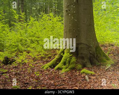 moosbedeckter Baumstamm und hellgrünes Unterholz in sonnendurchfluteten Wäldern Stockfoto