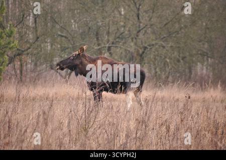 Ein Elch steht auf einem grasbewachsenen Feld und sucht nach Pflanzen. Die Umgebung ist eine ruhige Gegend mit Bäumen im Hintergrund, die die Schönheit der Natur widerspiegeln. Stockfoto