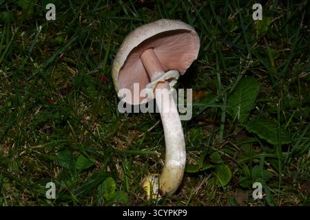 Agaricus xanthodermus (Gelbfärbepilz) erzeugt beim Schaben oder Schneiden eine hellgelbe Färbung. Es ist eine giftige Spezies. Stockfoto