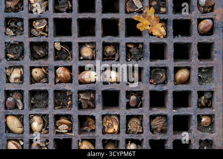 Alte Eicheln in einer gusseisernen Abflussabdeckung. UK Stockfoto