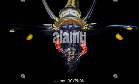 Das Golden Orb Weaver Face füllt den Rahmen in einer lebendigen Makroaufnahme mit strukturierten Haaren, mehräugigen Blicken und hellroten Chelicerae gegen ein tiefes Schwarz Stockfoto