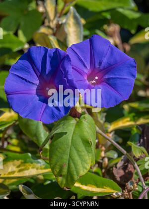 Nahaufnahme vertikale Ansicht der lila rosa malva sylvestris Blumen auch bekannt als gewöhnliche Malve oder Käse, die draußen auf natürlichem Wiesenhintergrund blühen Stockfoto