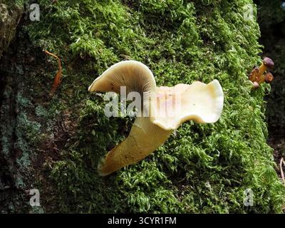 Sulphur Tuft, Hypholoma fasciculare, wächst aus einem Moosbaum. Decoy Country Park, Newton Abbot, Großbritannien. Stockfoto
