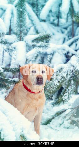 Porträt eines Labrador Retriever Hundes im Winter in einem verschneiten Park. Vertikales Banner Stockfoto