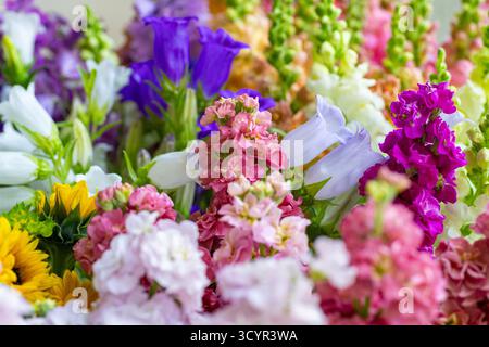 Nahaufnahme von frisch geschnittenen Frühlingsblumen in verschiedenen Farben. Wunderschönes Matthiola, canterbury Glocken und Schnappdrachen. Details der Blüten. Stockfoto