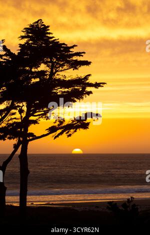 Goldener Sonnenuntergang über dem Pazifischen Ozean Silhouettenbaum am Strand. Stockfoto